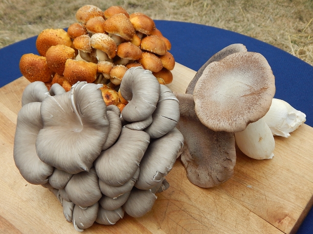 Pickling wild mushrooms. Get the recipes in The Complete Guide to Pickling by Julie Laing.